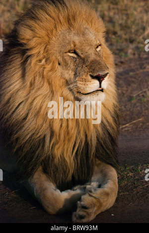 Regal looking male Lion with folded paws as the sun rises in the Masai Mara Stock Photo