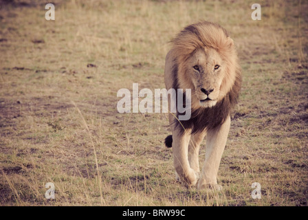 Lion walking towards'you' during sunrise in Masai Mara - eye contact Stock Photo