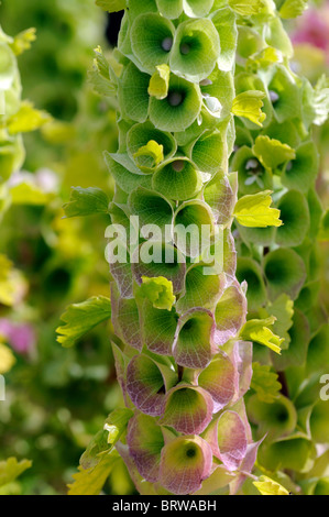 Moluccella laevis Bells-of-Ireland Bells of Ireland summer flowering annual bloom blossom green calyx white flower Stock Photo