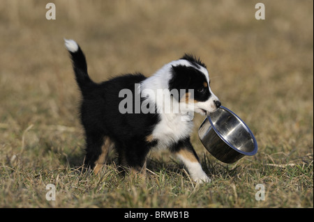 Australian Shepherd (Canis lupus familiaris). Puppy carrying its feeding bowl. Stock Photo