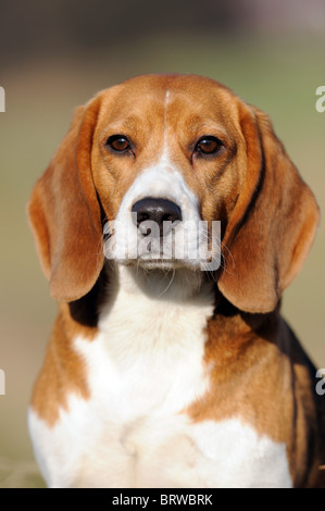 Beagle (Canis lupus familiaris), portrait. Stock Photo
