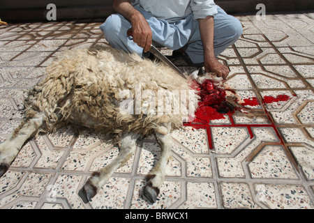 halal slaughtering in Afghanistan Stock Photo