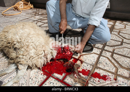 halal slaughtering in Afghanistan Stock Photo