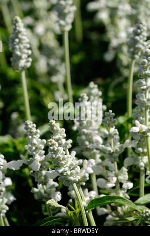 Salvia farinacea victoria white sage Mealy-Cup Flowering Sage tender perennial herbaceous plant  flowers bloom blossom Stock Photo