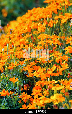 Tagetes Tenuifolia 'tangerine Gem' signata pumila Signet French Marigold orange flower bloom blossom annual plant Stock Photo