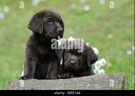 Labrador Retriever, Chocolate Labrador (Canis lupus familiaris), two brown puppies looking over a tree trunk. Stock Photo