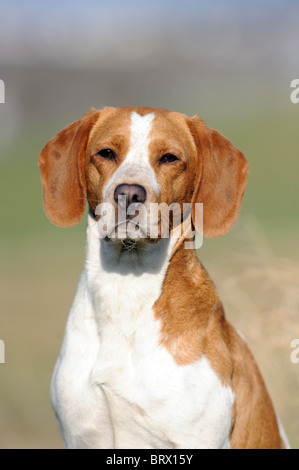 Beagle (Canis lupus familiaris), portrait of a male. Stock Photo