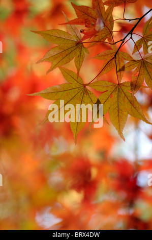 Bright autumn coloured golden Sycamore leaves - Acer pseudoplatanus, image taken against a soft colourful background Stock Photo