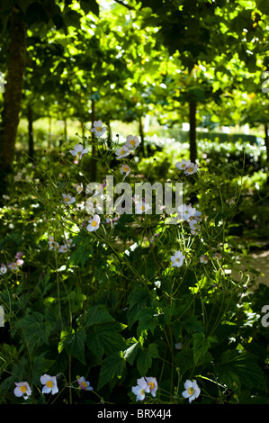 Japanese Anemones, Anemone x Hybrida at The Eden Project in Cornwall, United Kingdom Stock Photo