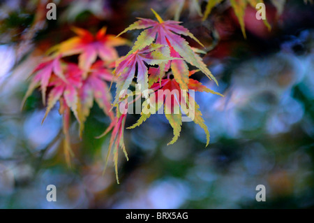 Attractive Autumn coloured Acer Palmatum - Japanese Maple Leaves with soft bokeh background. Stock Photo