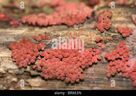 Carnival Candy Slime Mold Arcyria incarnata Taken at Eastham Country Park, Wirral, UK Stock Photo