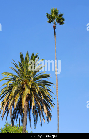 SUMMER SUMMIT SURGE TALL TOGETHER TOGETHERNESS TOUGH TREE TREES TWO UNION VEGETATION VERTICAL WOW PALMA PALMERA THIN NARROW DISTINCTION ODD STRANGE Stock Photo