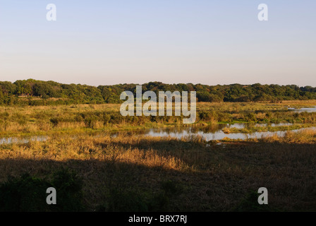 Swam in Afternoon Sun Stock Photo