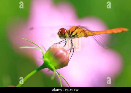 Dragonfly on Cosmos Bud Stock Photo