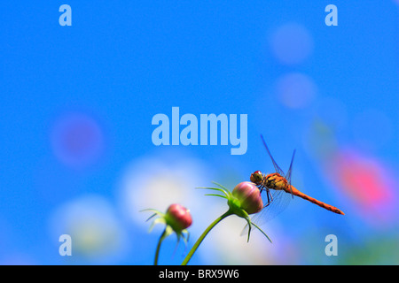 Dragonfly on Cosmos Bud Stock Photo