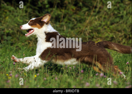 Australian Shepherd (Canis lupus familiaris). Young dog running on a meadow. Stock Photo