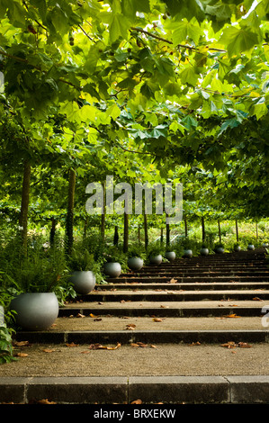 Avenue of London Planes, Platanus x acerfolia, at The Eden Project in Cornwall Stock Photo
