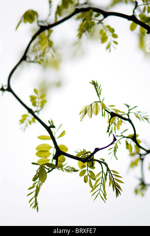 An arching branch from Robinia tree - False Acacia with delicate green foliage and soft background Stock Photo