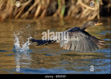 Female Long-tailed Cormorant or Reed Cormorant (Phalacrocorax africanus) during take-off from the waters of the Okavango River Stock Photo