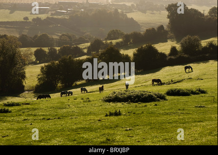 Field with horses grazing in hazy morning sunshine, The Cotswolds, England, United Kingdom Stock Photo