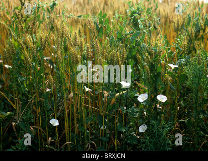 Field bindweed (Convolvulus arvensis) annual flowering arable weed in a wheat crop, France Stock Photo