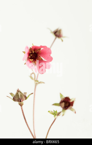 Potentilla nepalensis 'Miss Willmott' in flower Stock Photo