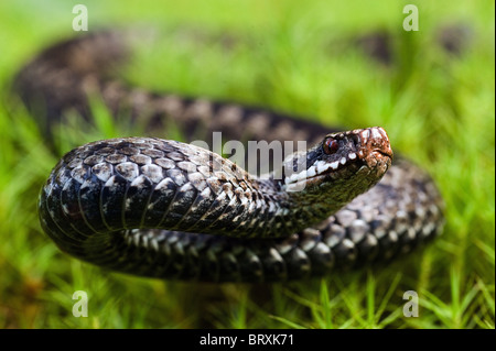 The angered viper. Stock Photo