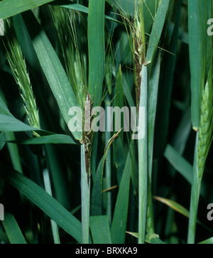 Loose smut (Ustilago nuda f.sp. tritici) on wheat ears Stock Photo