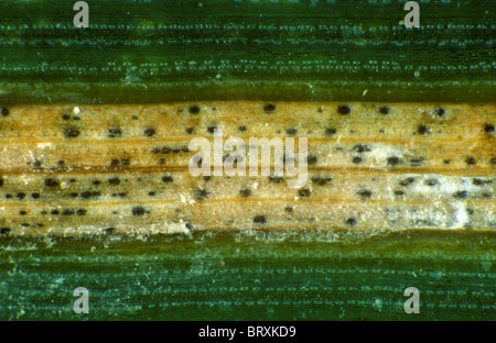 Septoria leaf spot (Zymoseptoria tritici) lesion to show pycnidia in wheat leaf Stock Photo