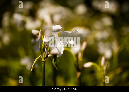 White Powell Lily, Crinum x powellii 'Album' Stock Photo