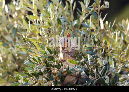 A grey squirrel busily collecting acorns in preparation for the winter months ahead. Stock Photo