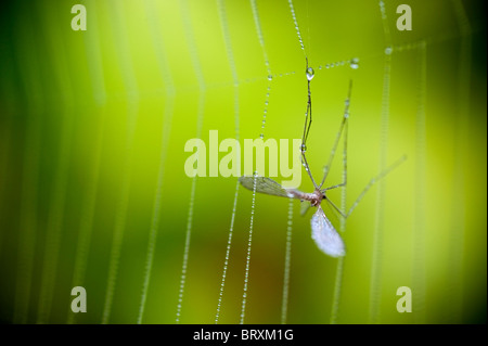 Caught bug in spiders web Stock Photo