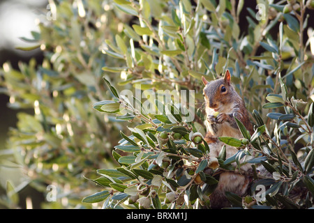 A grey squirrel busily collecting acorns in preparation for the winter months ahead. Stock Photo