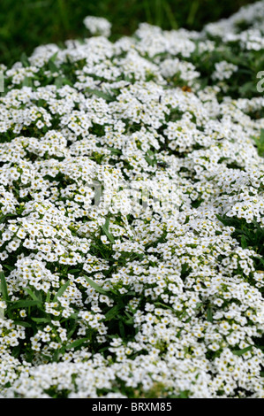 Lobularia maritima Carpet of Snow syn Alyssum cultivar wonderland white flower bloom blossom annual mass profuse profusion color Stock Photo