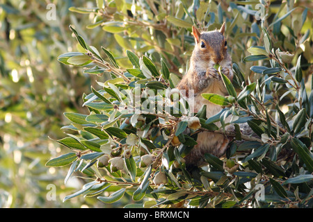 A grey squirrel busily collecting acorns in preparation for the winter months ahead. Stock Photo