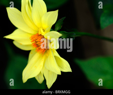 Dahlia pinnata pinnate dahlia yellow flower bloom blossom color colour variety type hybrid Stock Photo