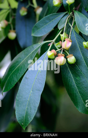 Euonymus japonica Grandiflora Japanese Spindle Tree evergreen seed fruit green leaves Stock Photo