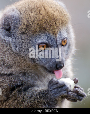 Alaotran gentle lemur eating Stock Photo