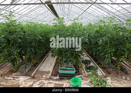 TOMATOES GROWN IN GEOTHERMAL ENERGY SUPPLIED GREENHOUSES ON THE ON THE REYKHOLT PLAIN, EUROPE, ICELAND Stock Photo