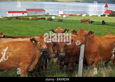 ICELANDIC COW IN FRONT OF A CHURCH IN THE AREA AROUND AKUREYRI, NORTHERN ICELAND, EUROPE, ICELAND Stock Photo