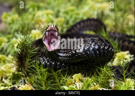 Vipera berus, the common European adder or common European viper, is a venomous viper species that is extremely widespread. Stock Photo