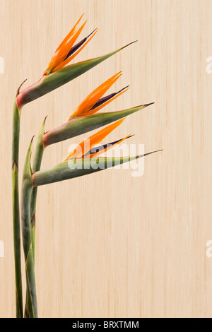 Bird of paradise flower (Strelitzia reginae) Stock Photo