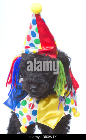 A toy poodle dressed up like a clown Stock Photo