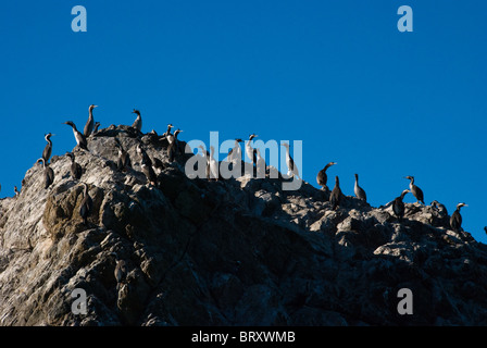 Spotted shag cluster on rock in Kaikoura New Zealand, taken from whale watching boat. Stock Photo