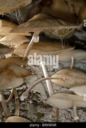 Porcelain fungus (Oudemansiella mucida) growing on a fallen beech tree Stock Photo