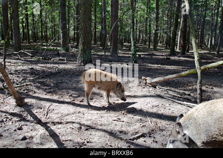 Polish forests, wild nature of Poland, expeditions around Poland ...