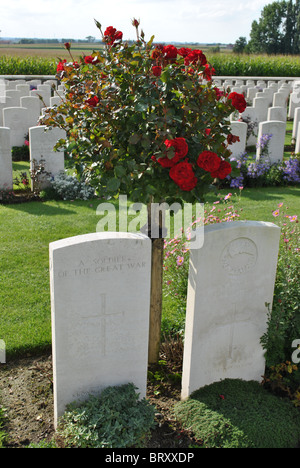 A red rose bush in between two World War One headstones at Tyne Cot War Cemetery in West Flanders, Belgium Stock Photo