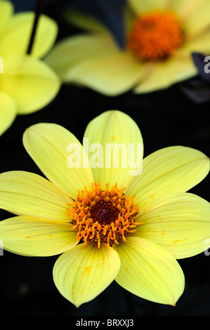 dahlia happy single party dwarf single yellow flower bloom blossom variety type hybrid color colour colored coloured Stock Photo