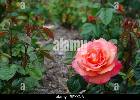 Pink Rose in bloom