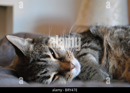 Adult cat lying half asleep on a bed with grey sheets. Stock Photo